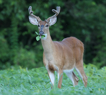 wildlife crop damage maryland farm